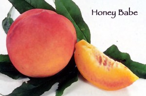 Honey Babe Miniature Peach